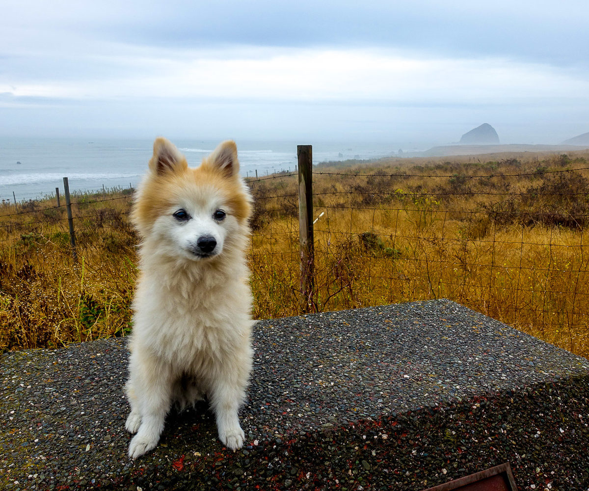 PNW Road Trip: The Lost Coast